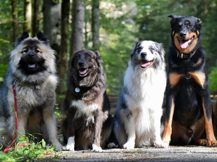 Une Patte Apr&egrave;s l'Autre