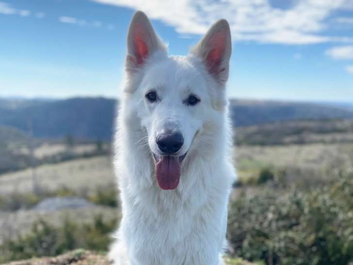 Vision canine