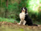 4Mydog