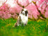 4Mydog