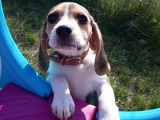 4Mydog