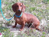 4Mydog