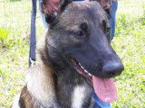 4Mydog