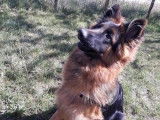 4Mydog