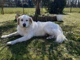 4Mydog