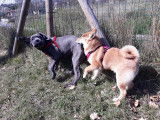 4Mydog