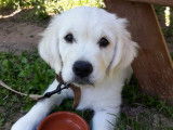 4Mydog
