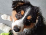 4Mydog