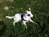4Mydog