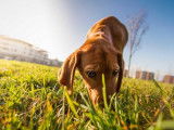4Mydog