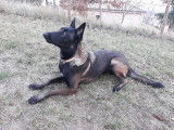 4Mydog