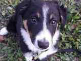 4Mydog