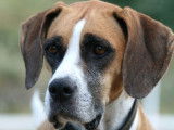 4Mydog