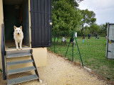 C. A. Pro Canin