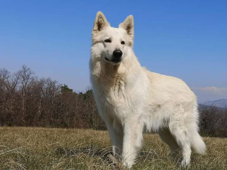 C.A Pro Canin