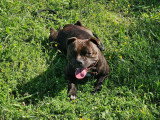 C.A Pro Canin