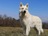 C.A Pro Canin