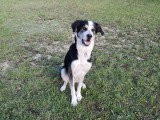 C.A Pro Canin