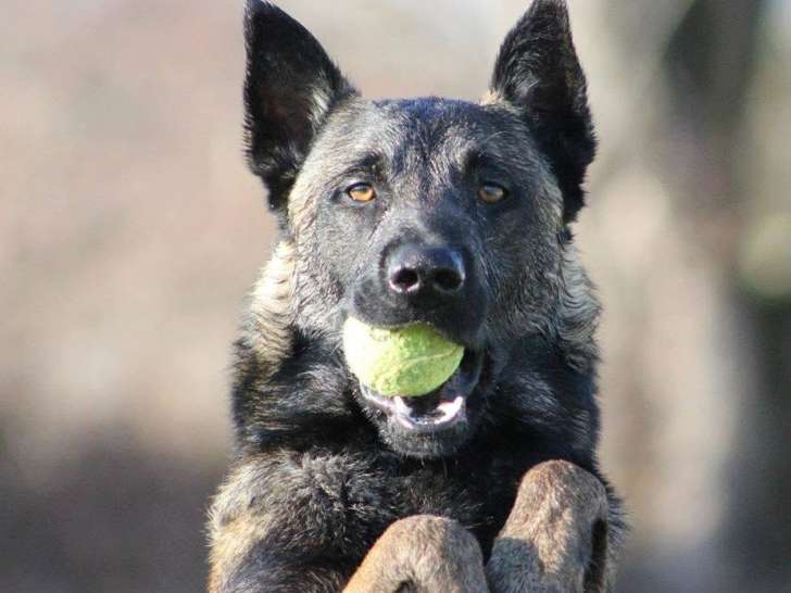 C.A Pro Canin