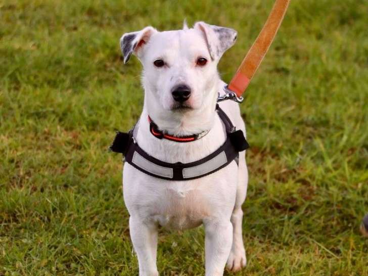 Arnold Éducateur canin