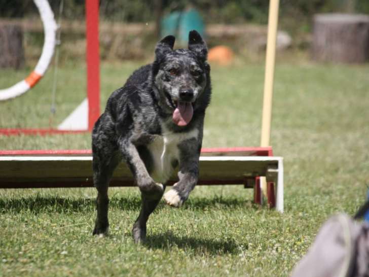 Entre Chiens et Nous