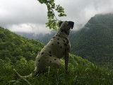 Temps 2 Chiens