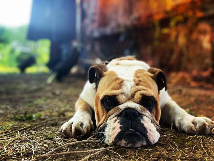 Temps 2 Chiens