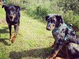 Temps 2 Chiens