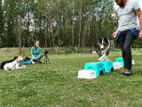 Temps 2 Chiens