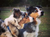 Temps 2 Chiens