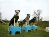 Temps 2 Chiens
