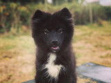 Temps 2 Chiens