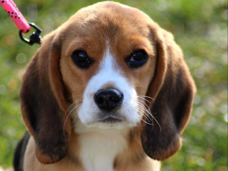 Chateauneuf-en-Thymerais