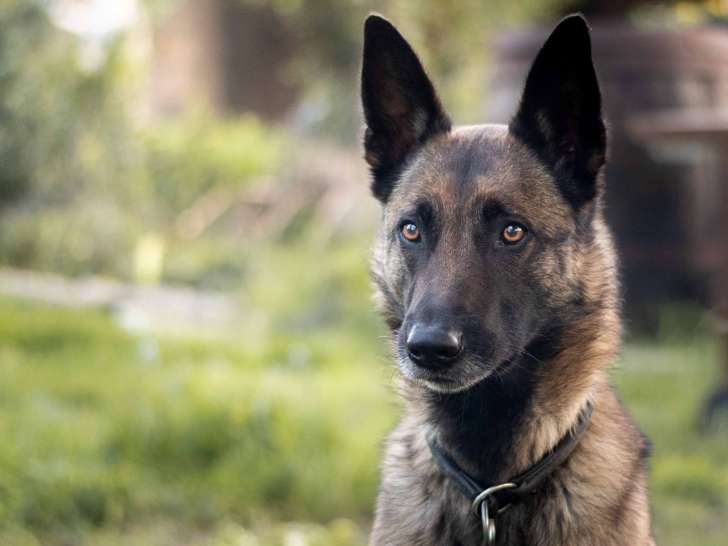 Le Domaine de Lacombe