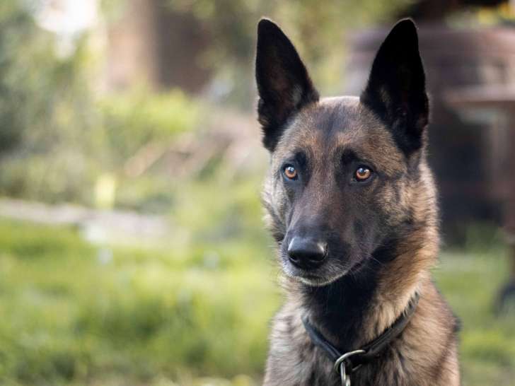 Le Domaine de Lacombe