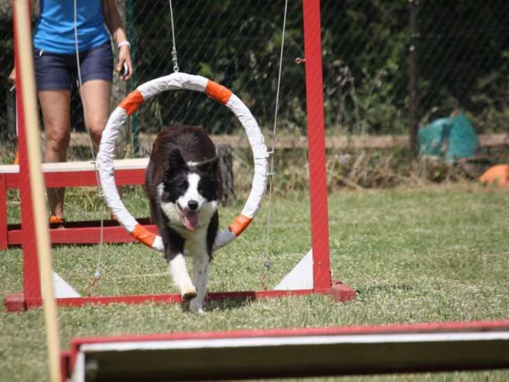 Entre Chiens et Nous