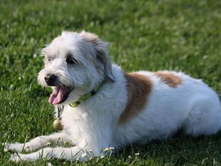 Entre Chiens et Nous