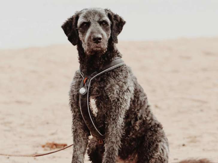 Le Domaine des Animaux