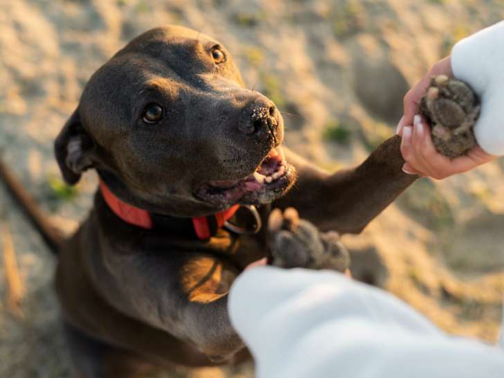 Bien dans ses pattes