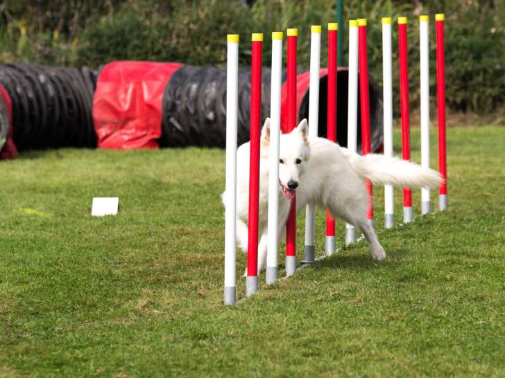 Bien dans ses pattes