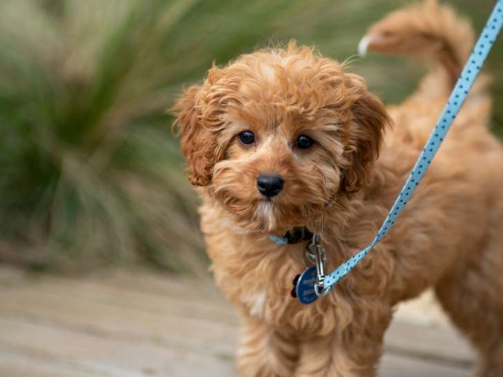 Dauphiné Education Canine