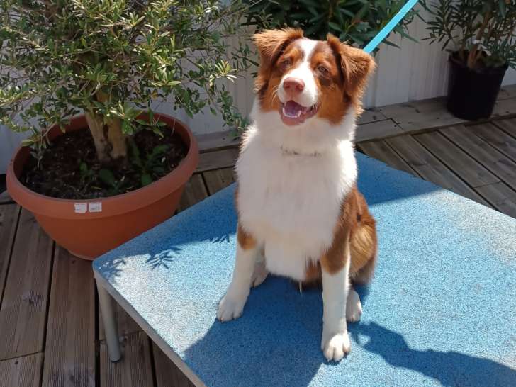 Education Canine du Val de Loire