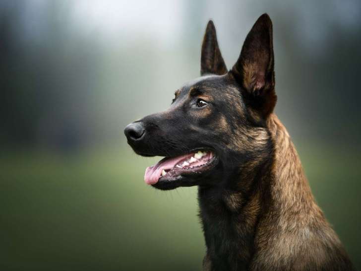 Parler Chien