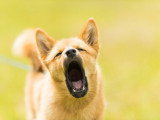 Les Loups du Rupt de Mad