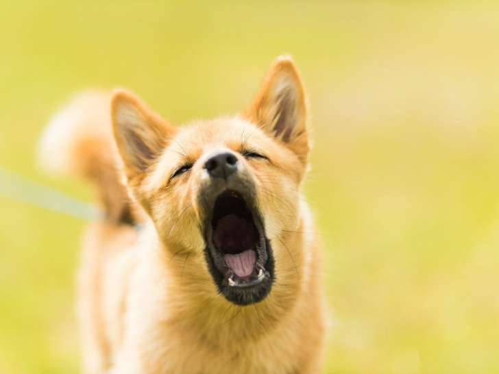 Les Loups du Rupt de Mad