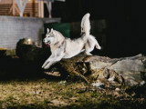 Les Loups du Rupt de Mad