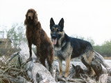 Les Loups du Rupt de Mad