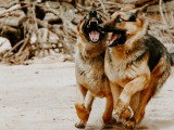 Les Loups du Rupt de Mad