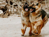Les Loups du Rupt de Mad