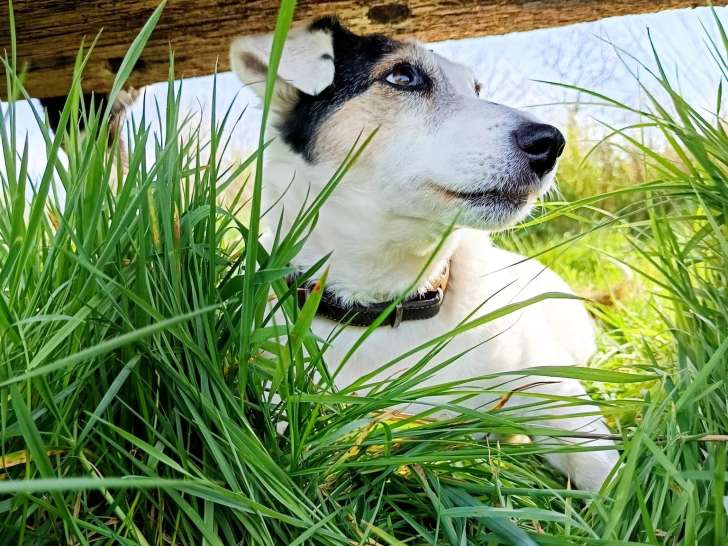 Canis Lingua 23